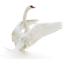 White Swan On White Surface Swan