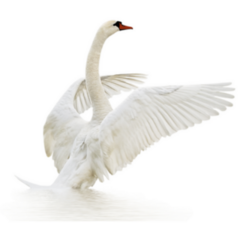 White Swan On White Surface Swan