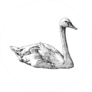 White Swan Sketch Isolated On White Sticker