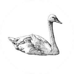 White Swan Sketch Isolated On White Sticker