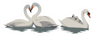 White Swans In Water Illustration Sticker