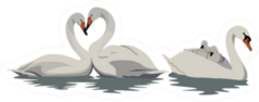 White Swans In Water Illustration Sticker