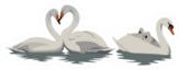White Swans In Water Illustration Sticker