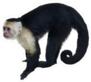 White Throat Capuchin Monkey Sticker