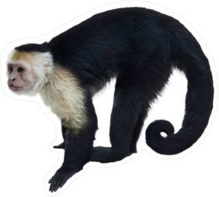 White Throat Capuchin Monkey Sticker