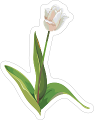 White Tulip Flower Sticker