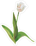 White Tulip Flower Sticker