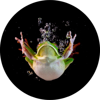 Whitelipped Frog In The Water Swimming Sticker