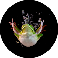 Whitelipped Frog In The Water Swimming Sticker