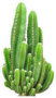 Wide Cactus Sticker