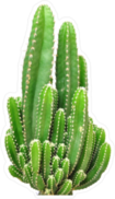 Wide Cactus Sticker