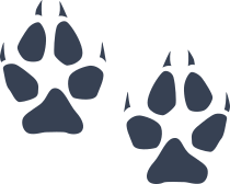 Wilcat Paw Prints Sticker