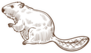 Wild Beaver Forest Animal Sketch Sticker