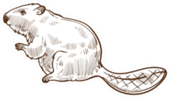 Wild Beaver Forest Animal Sketch Sticker