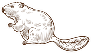 Wild Beaver Forest Animal Sketch Sticker