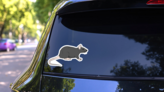 Wild Brown Rat Illustration Sticker on a Rear Car Window (New) example