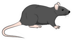 Wild Brown Rat Illustration Sticker