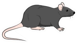 Wild Brown Rat Illustration Sticker