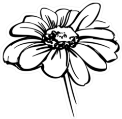 Wild Daisy Flower Sketch Sticker