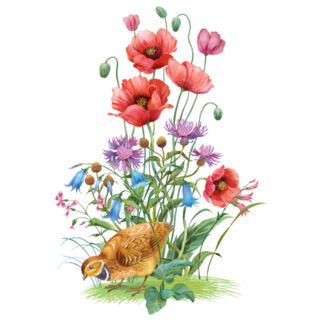 Wild Flowers Poppy And Partridge Sticker