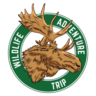 Wild Life Moose Sticker 