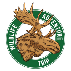 Wild Life Moose Sticker 