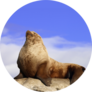 Wild Male Steller Sea Lion On Rock Sticker