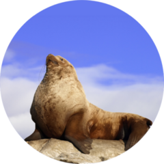 Wild Male Steller Sea Lion On Rock Sticker