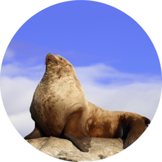 Wild Male Steller Sea Lion On Rock Sticker
