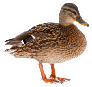 Wild Mallard Duck Isolated Sticker