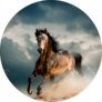 Wild Stallion In Dust Sticker