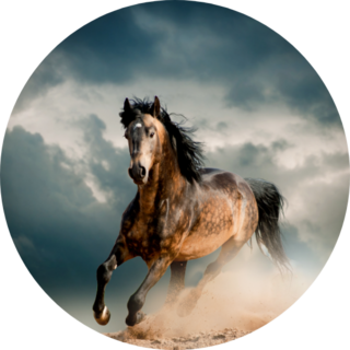 Wild Stallion In Dust Sticker
