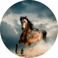 Wild Stallion In Dust Sticker