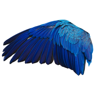 Wing Of Blue And Gold Macaw Parrot Sticker