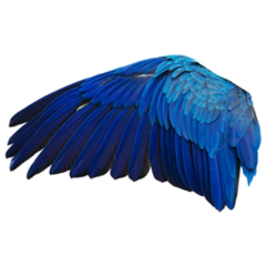 Wing Of Blue And Gold Macaw Parrot Sticker