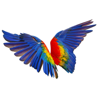 Wings Of Macaw Parrot Sticker