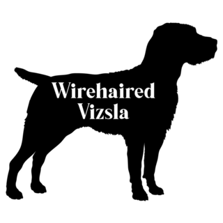 Wirehaired Vizsla Dog Sticker