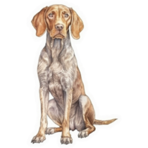 Wirehaired Vizsla Watercolor Sticker