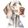 Wise Weimaraner Sticker