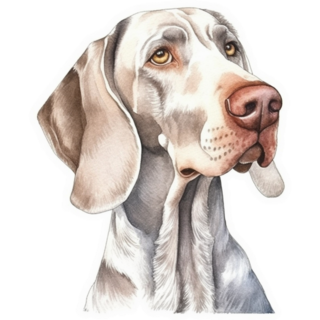 Wise Weimaraner Sticker
