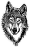 Wolf Head Illustration Sticker