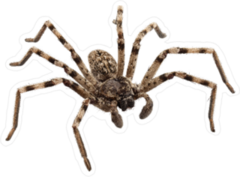 Wolf Spider Sticker