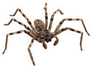 Wolf Spider Sticker