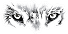 Wolfs Face Close Up Illustration Sticker