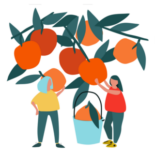Women Picking Oranges Gardening Illustration Sticker