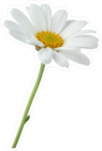 Wonderful Lovely Daisy Sticker