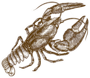 Woodcut Illustration Of One Lobster Sticker