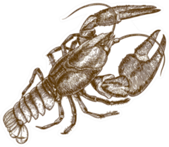 Woodcut Illustration Of One Lobster Sticker