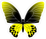 Yellow And Black Butterfly Sticker