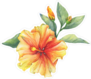 Yellow and Red Hibiscus Flower Sticker